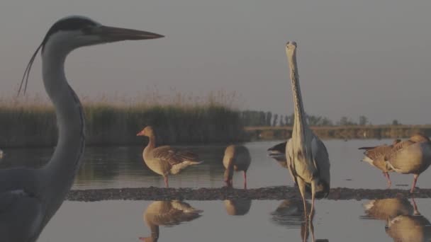 Grey Heron Ardea Cinerea Stojí Vodě Čeká Kořist Blízkosti Vysoké — Stock video