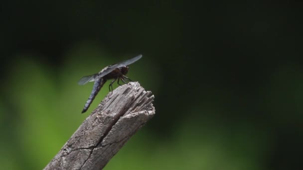 Dragonfly Resting Branch Close — Stock Video