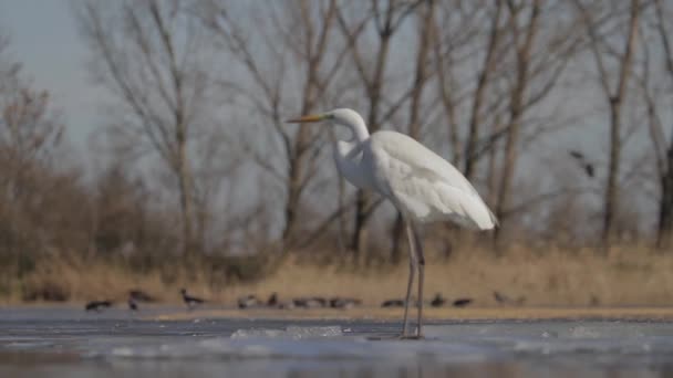 White Egret Egretta Alba Watches Waits Shallow Water — Video