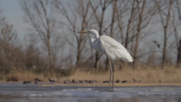 Fehér Egret Egretta Alba Órák Várja Sekély Vízben — Stock videók