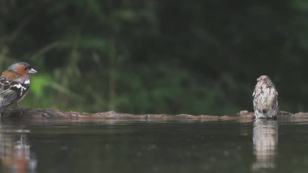 Chaffinch Fringilla Coelebs Kąpiel Letnim Lesie Zbliżenie — Wideo stockowe