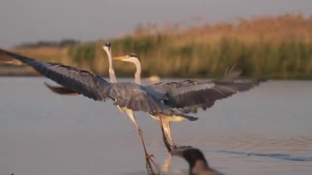 Gray Heron Ardea Cinerea Walking Water High Reeds Calm Lake — Stock Video