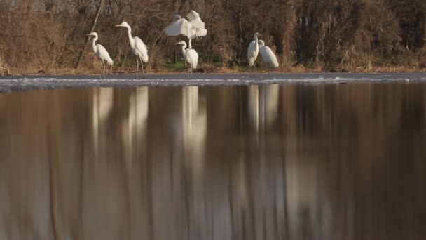 White Egrets Egretta Alba Rust Rand Van Een Moerassig Meer — Stockvideo