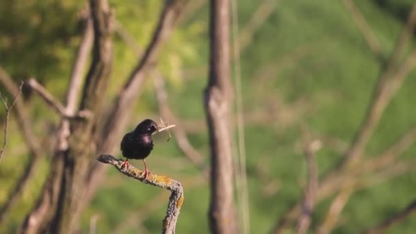 Gewone Merula Turdus Merula Verzamelt Pruiken Voor Nest Gebouw — Stockvideo
