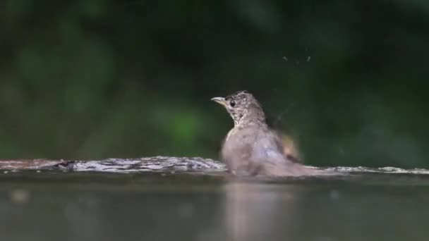 Fringuello Comune Fringilla Coelebs Fare Bagno Nella Foresta Estiva — Video Stock