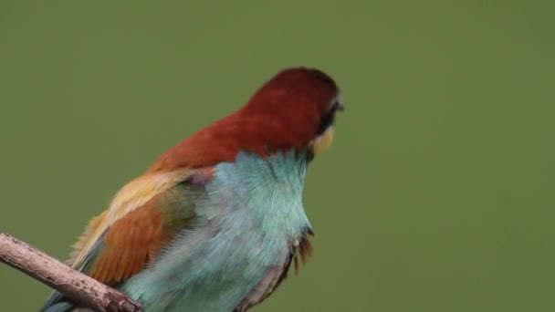 Avrupa Arı Yiyen Merops Apiaster Kuş Bir Dala Oturur Yakın — Stok video