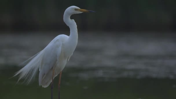 Great Egret Egretta Alba Preening Close Image — Stock video