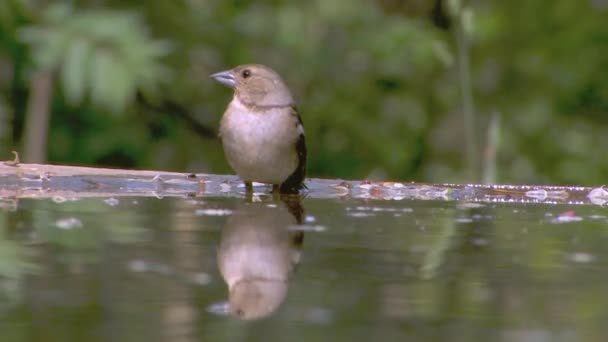 Chaffinch Fringilla Coelebs Kąpiel Zbliżenie — Wideo stockowe