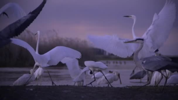 Grote Zilverreiger Egretta Alba Vechten Met Elkaar Ondiep Water Slow — Stockvideo