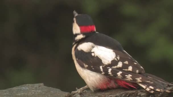 Gran Pájaro Carpintero Manchado Dendrocopos Major Beber Acercamiento — Vídeos de Stock