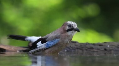 Avrasyalı Jay Garrulus Glandarius. Yaz Ormanında Banyo Kuşu, kapat