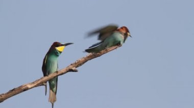 bir dal üzerinde tünemiş Avrupa arı kuşugiller (arı kuşu apiaster)
