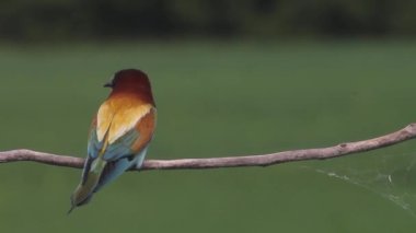 Avrupa Arı Yiyen - Daldaki Merops Apiaster