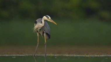 Gri balıkçıl Ardea Cinerea bir balık havuzunun kıyısında durur, izler ve balık tutar.