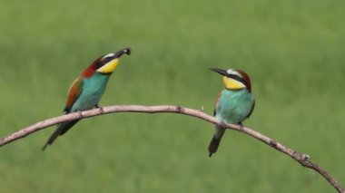 Avrupalı arı yiyici Merops Apiaster bir ağaç dalında oturur ve beslenir