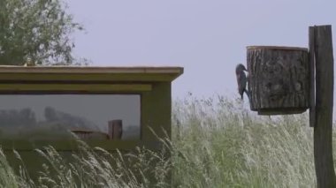 Avrupalı patenci Coracias Garrulus, yuvasında