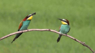 Avrupa Arı Yiyicileri- Daldaki Merops Apiaster, gagasında bir böcekle
