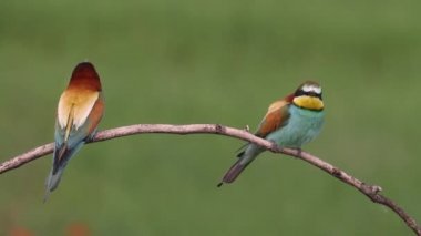 Avrupalı arı yiyici, Merops Apiaster. Bir dalda oturan kuşlar