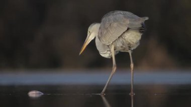 Gri balıkçıl Ardea Cinerea Gölün sığ sularında balık tutuyor