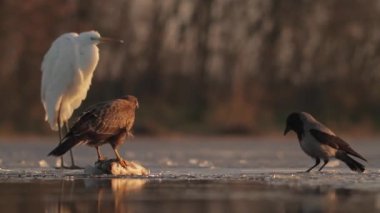 Akbaba Buteo Buteo kışın buzlu göl kıyısında balık yer.