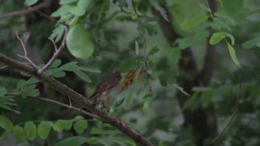 Avrupalı Robin Erithacus Rubecula Branch 'a yaltaklanıyor