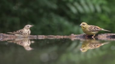 Sarı Çekiç Emberiza Citrinella bir orman gölünün kenarını izliyor, yakın plan.