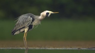 Gri balıkçıl Ardea Cinerea Göl kıyısında süzülüyor, ağır çekim