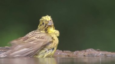 Sarı Çekiç Emberiza Citrinella Bir orman gölünde banyo, yakın çekim