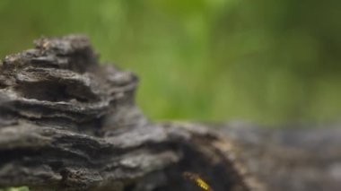 Uçan Yusufçuğun Yavaş Film Videosu, Yavaş Çekim