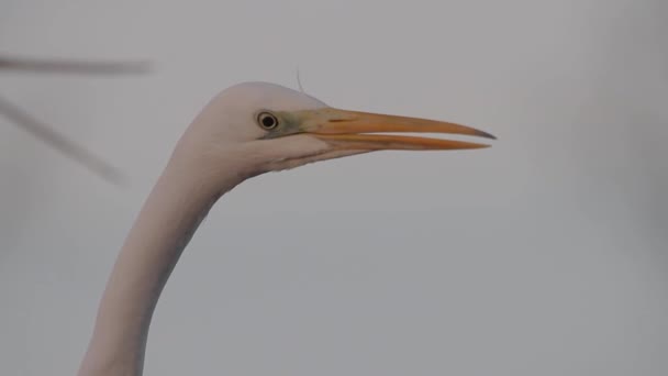 White Egret Egretta Alba Watching Close Image — Video