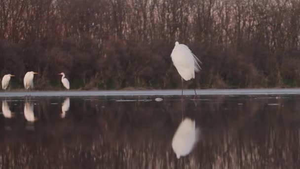 Λευκό Egret Egretta Alba Ψαρεύει Στις Όχθες Μιας Λίμνης — Αρχείο Βίντεο