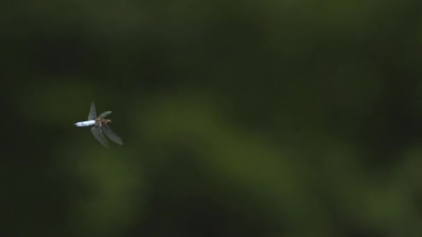 Yusufçuk Uçuyor Ağır Çekim — Stok video