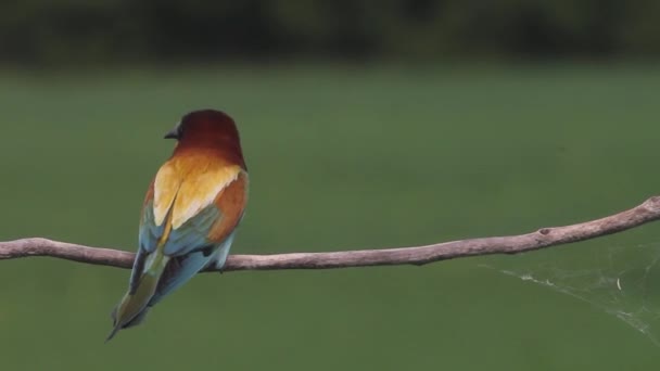 Avrupa Arı Yiyen Daldaki Merops Apiaster — Stok video