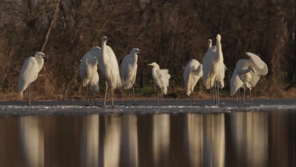 White Egrets Egretta Alba Rest Edge Swampy Lake Sunshine — Stock Video