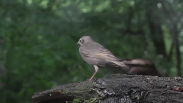 Étourneau Étoilé Commun Sturnus Vulgaris Sur Branche Dans Forêt Été — Video