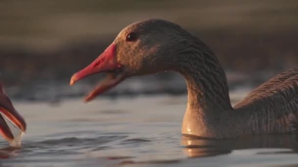 Greylag Gooses Anser Anser Çiyor Kapat — Stok video