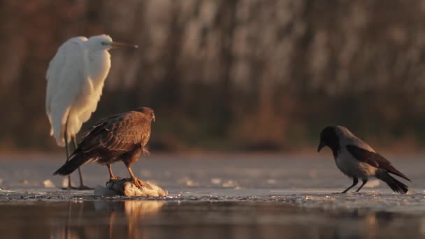 常见的Buzzard Buteo Buteo冬季在冰冷的湖岸上吃鱼 — 图库视频影像