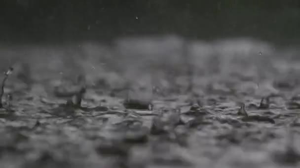 Zware Regenval Het Meer Zomer Bos Close — Stockvideo