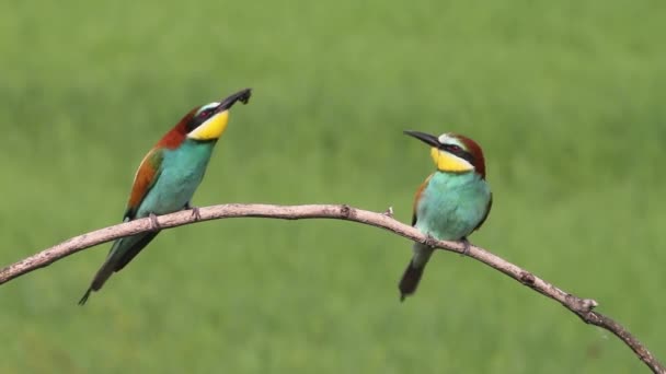 Avrupa Arı Yiyicileri Daldaki Merops Apiaster Gagasında Bir Böcekle — Stok video