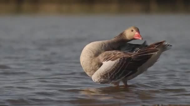 Greylag Goose Anser Anser Preening Kanten Sjön — Stockvideo