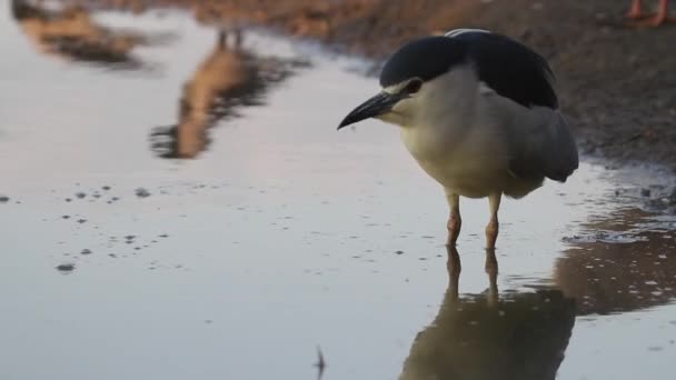 왕관의 Heron Nycticorax Nycticorax Fishing Shallow Water Pond Lake — 비디오