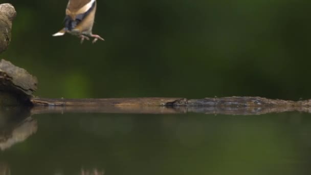 Hawfinch Коккотра Коккотра Птах Літає Повільний Рух — стокове відео