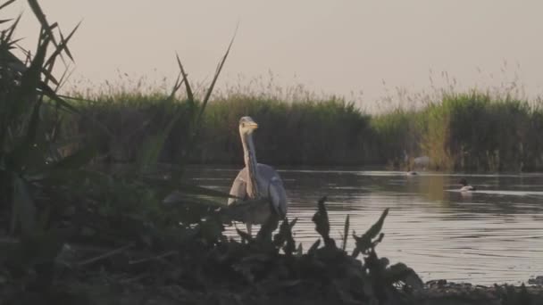 Серые Цапли Ardea Cinerea Ходить Воде Высокой Тростниковой Спокойного Озера — стоковое видео