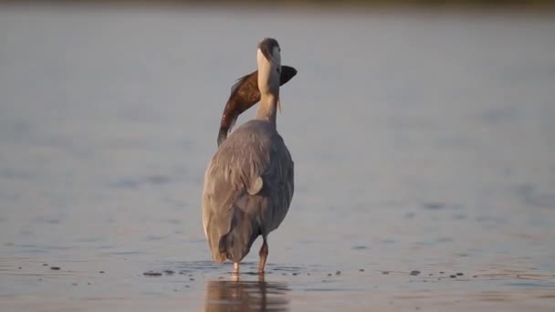 Grey Heron Ardea Cinerea Rybaření Rybníku — Stock video