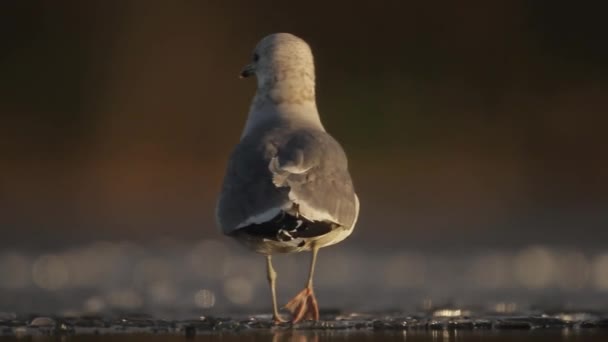 Sarı Bacaklı Martı Larus Michahellis Sığ Suları Izliyor — Stok video