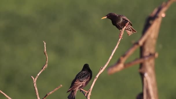 Közönséges Fekete Madarak Turdus Merula Egy Faágon Nyári Napsütésben — Stock videók