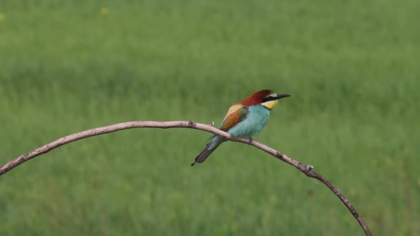 Europese Bijeneter Merops Apiaster Zit Aan Een Boomtak Voedt Zich — Stockvideo