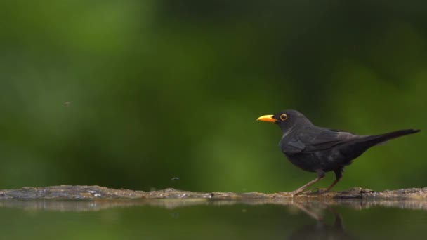 Pássaro Negro Comum Turdus Merula Voando Câmera Lenta — Vídeo de Stock