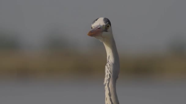 Gray Volavka Ardea Cinerea Čekání Sledování Jezeře Letním Slunci — Stock video