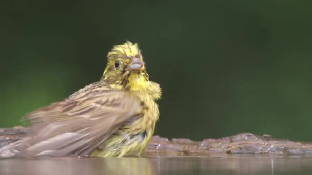 Yellowhammer Emberiza Citrinella Baigner Dans Lac Forestier Gros Plan — Video